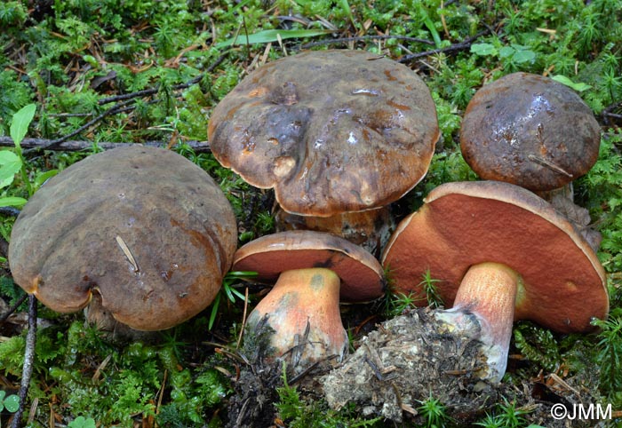 Boletus erythropus = Neoboletus erythropus