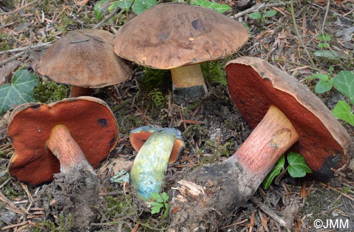 Boletus erythropus = Neoboletus erythropus