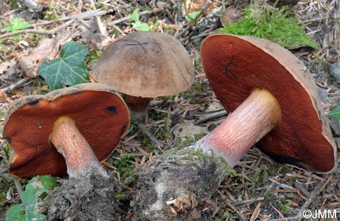 Boletus erythropus = Neoboletus erythropus