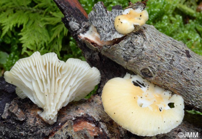 Lentinus suavissimus = Neofavolus suavissimus