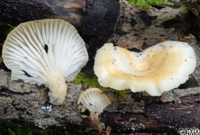 Lentinus suavissimus = Neofavolus suavissimus