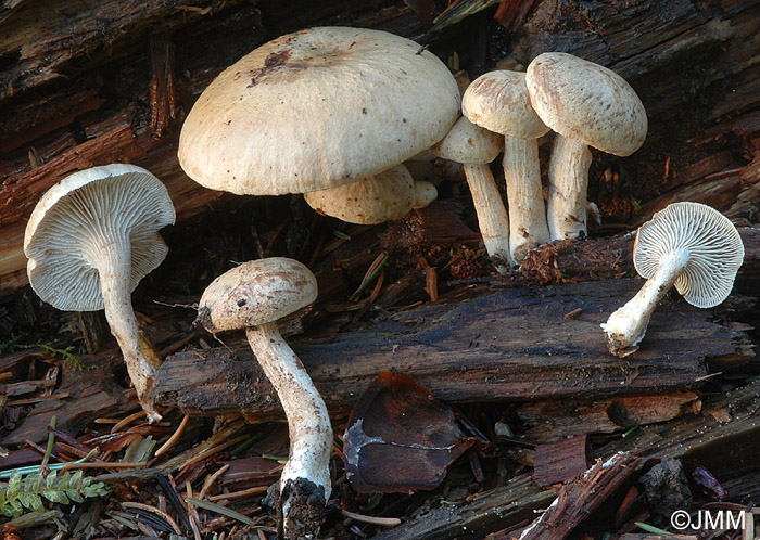 Neolentinus adhaerens