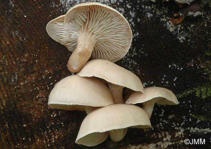 Neolentinus adhaerens