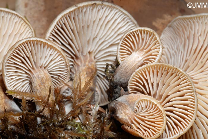 Neolentinus adhaerens