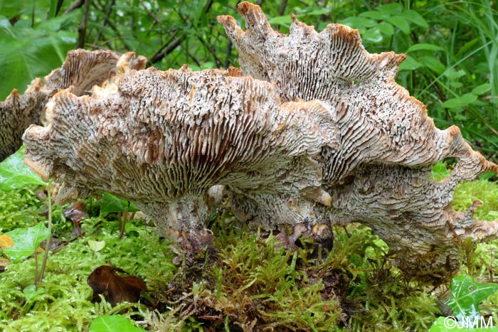 Neolentinus degener = Neolentinus schaefferi = Lentinus cyathiformis 