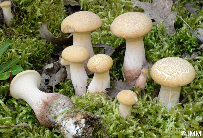 Neolentinus degener = Neolentinus schaefferi = Lentinus cyathiformis 