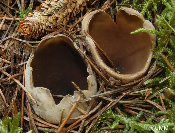 Neournula pouchetii