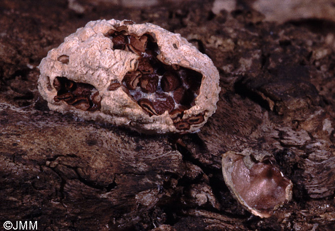 Nidularia deformis = Nidularia farcta