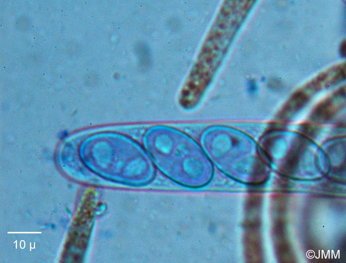 Octospora grimmiae : asques et ascospores