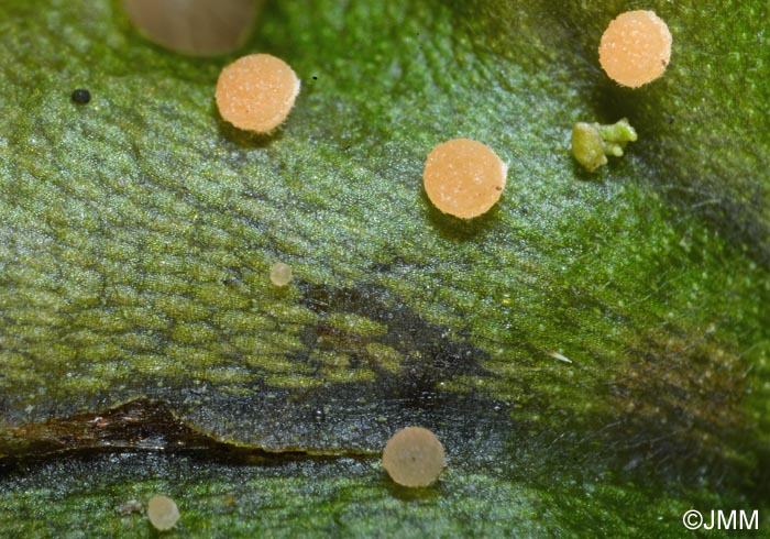 Octospora ithacaensis = Neottiella ithacaensis