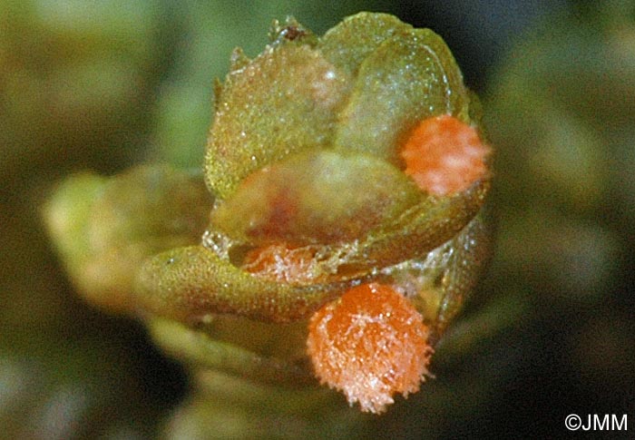 Octosporella erythrostigma