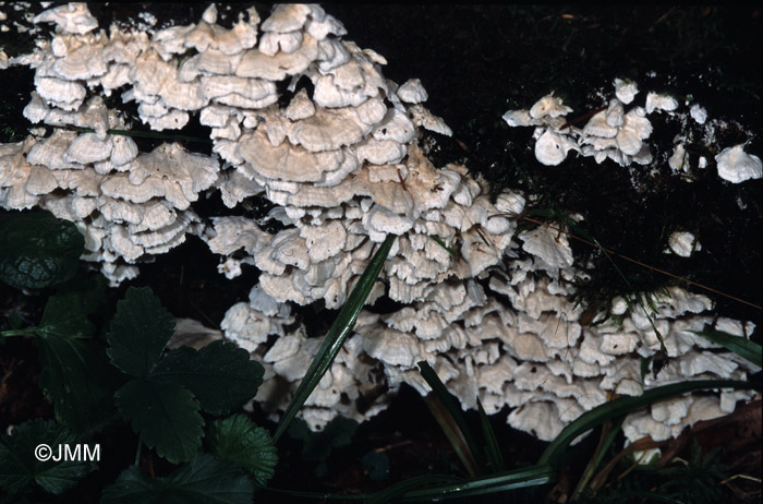 Oligoporus floriformis = Postia floriformis