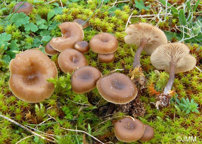 Omphalina barbularum