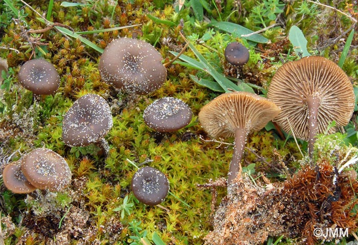 Omphalina barbularum