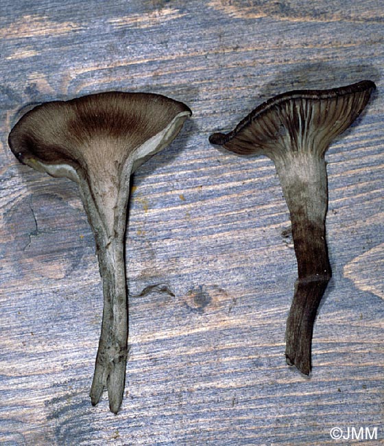 Arrhenia fusconigra = Omphalina fusconigra