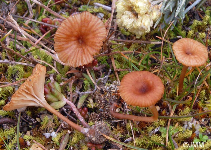 Omphalina galericolor