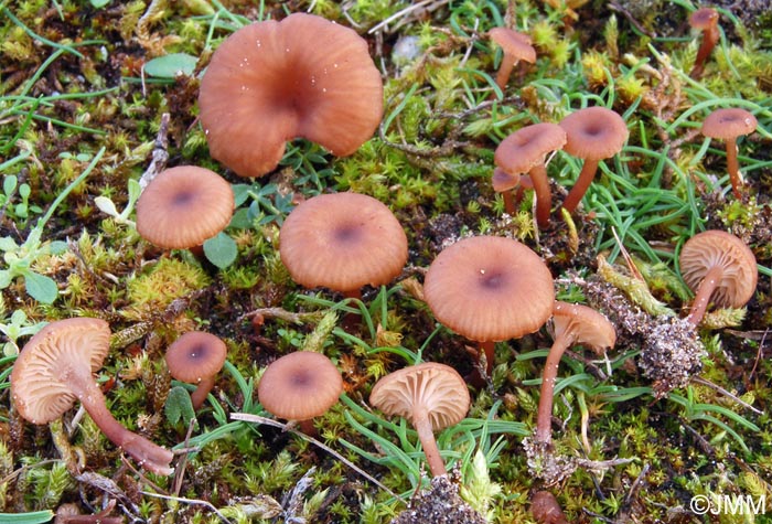 Omphalina hepatica