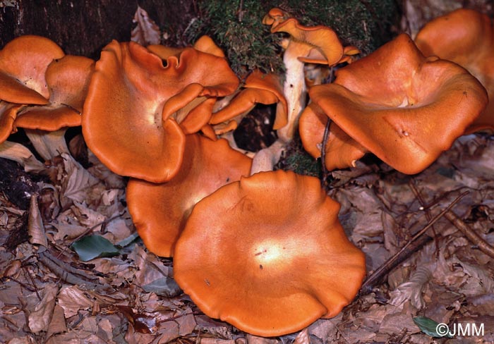 Omphalotus illudens