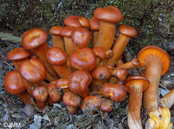 Omphalotus illudens