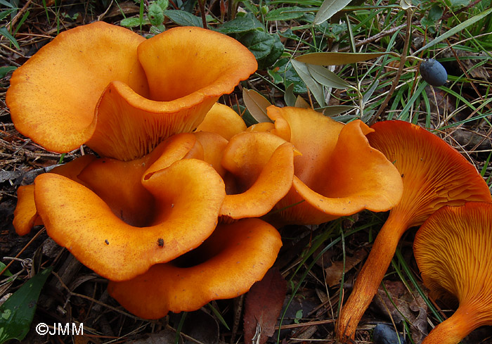 Omphalotus olearius