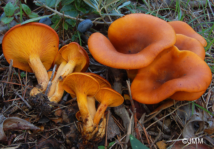 Omphalotus olearius