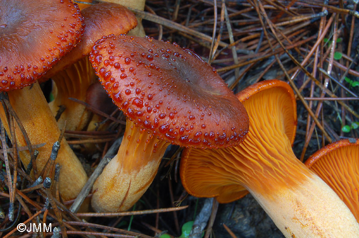 Omphalotus olearius