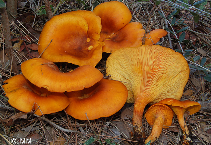 Omphalotus olearius