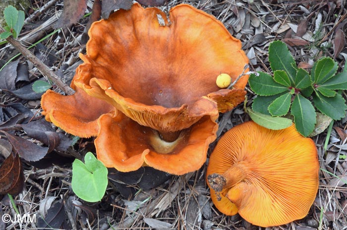 Omphalotus olearius
