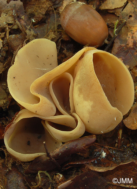 Otidea alutacea