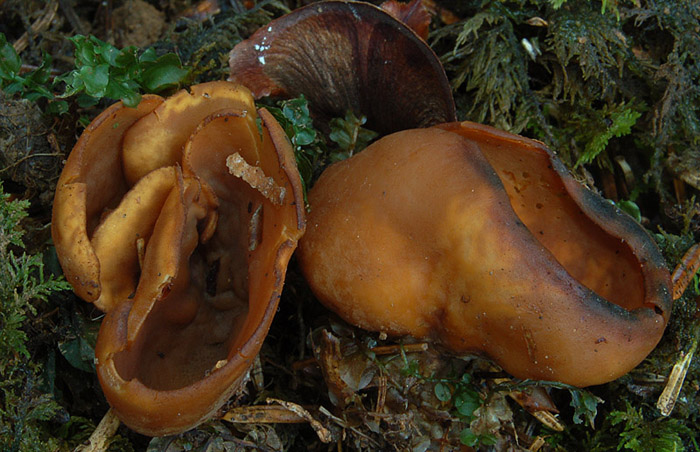 Otidea propinquata