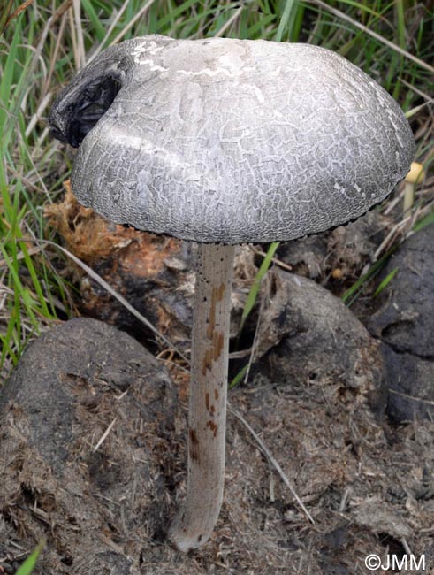 Panaeolus antillarum