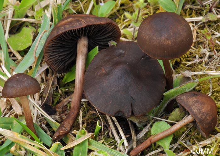 Panaeolus ater