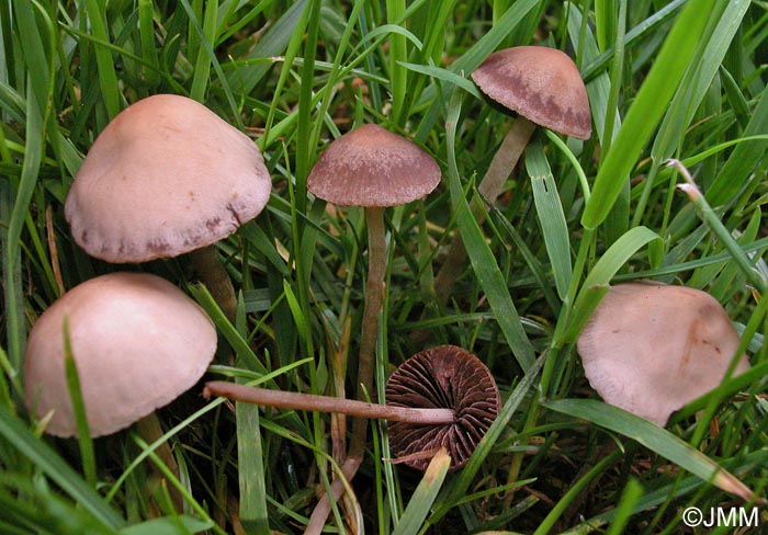 Panaeolus foenisecii = Panaeolina foenisecii