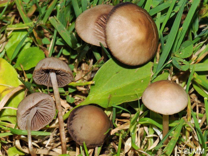 Panaeolus foenisecii = Panaeolina foenisecii