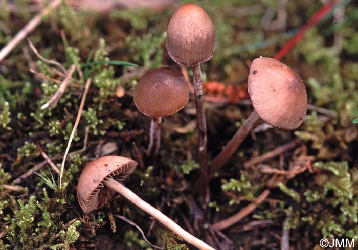 Panaeolus foenisecii = Panaeolina foenisecii