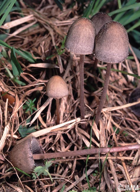 Panaeolus foenisecii = Panaeolina foenisecii