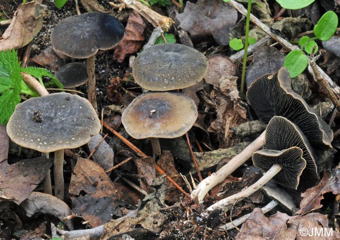 Panaeolus guttulatus