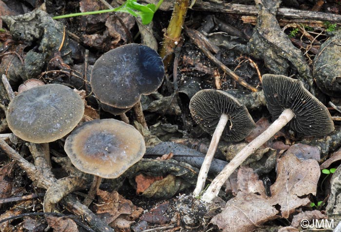 Panaeolus guttulatus