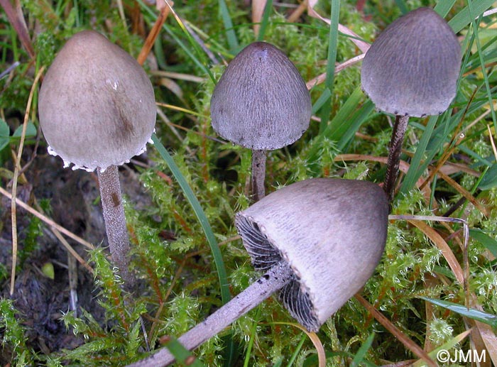 Panaeolus papilionaceus = Panaeolus sphinctrinus = Panaeolus campanulatus