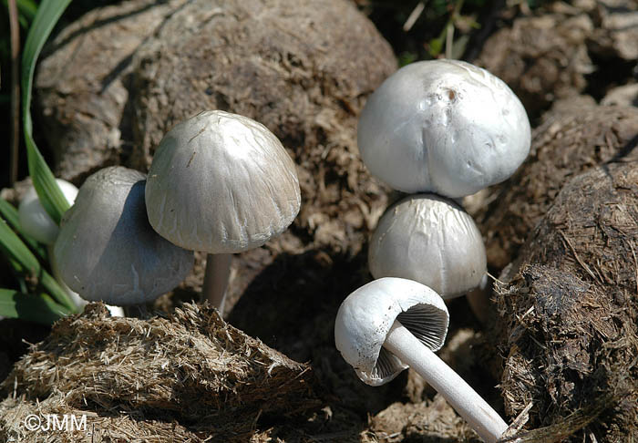 Panaeolus phalaenarum