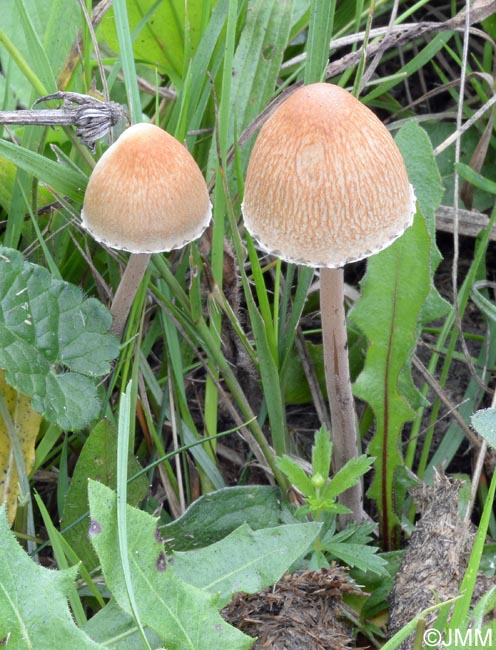 Panaeolus retirugis