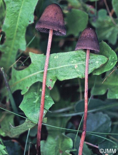 Panaeolus rickenii