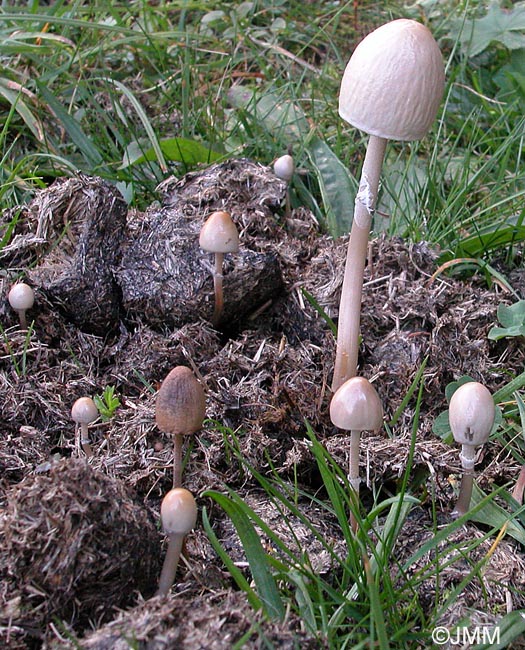 Panaeolus semiovatus