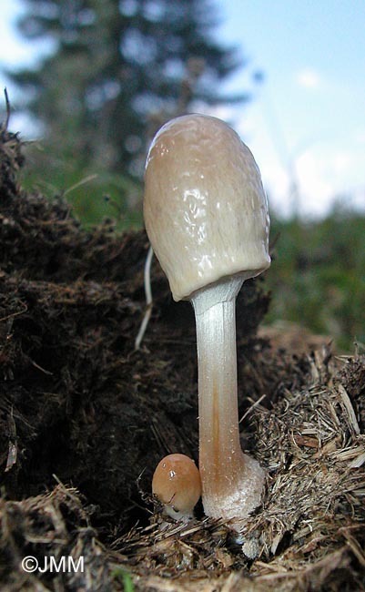 Panaeolus semiovatus