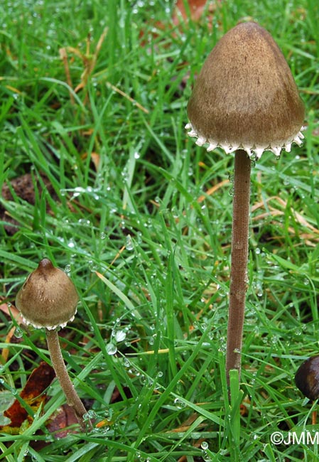 Panaeolus papilionaceus = Panaeolus sphinctrinus = Panaeolus campanulatus