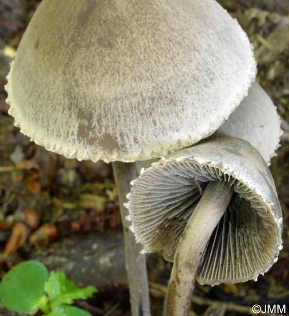 Panaeolus papilionaceus = Panaeolus sphinctrinus = Panaeolus campanulatus