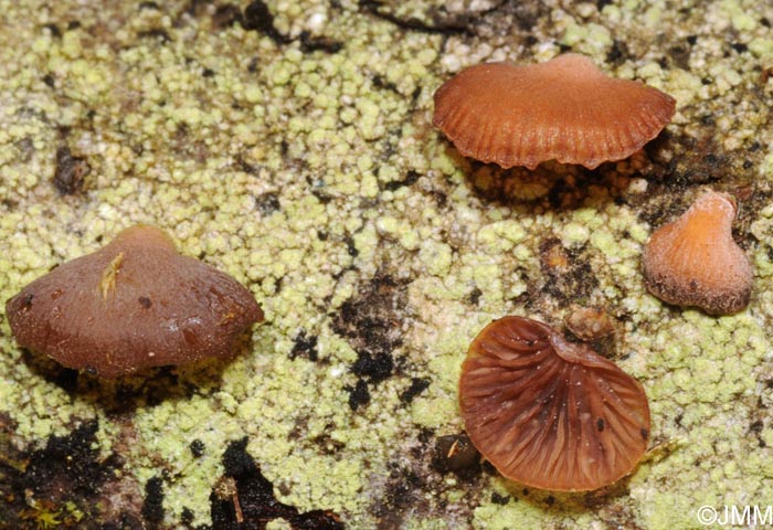 Panellus ringens = Scytinotus ringens