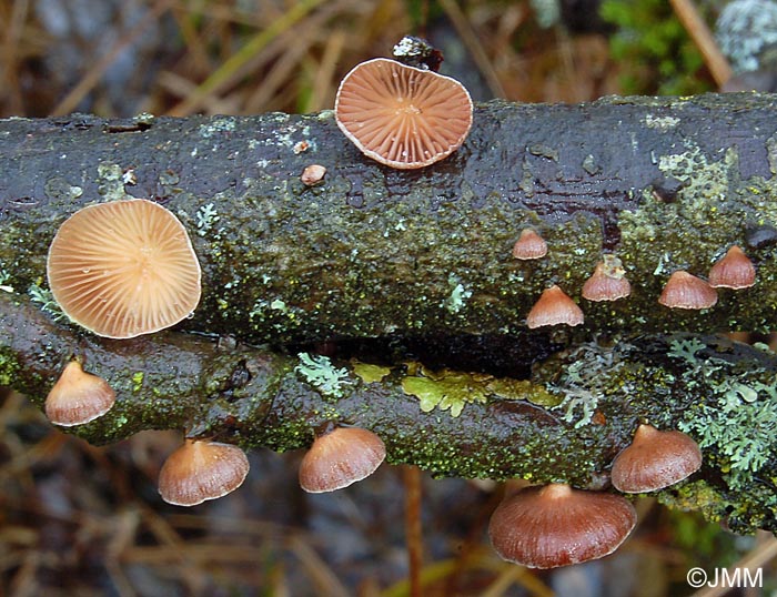 Panellus ringens = Scytinotus ringens