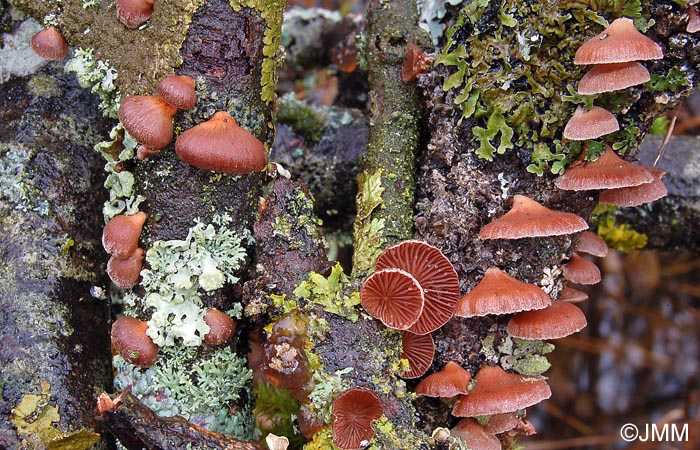 Panellus ringens = Scytinotus ringens