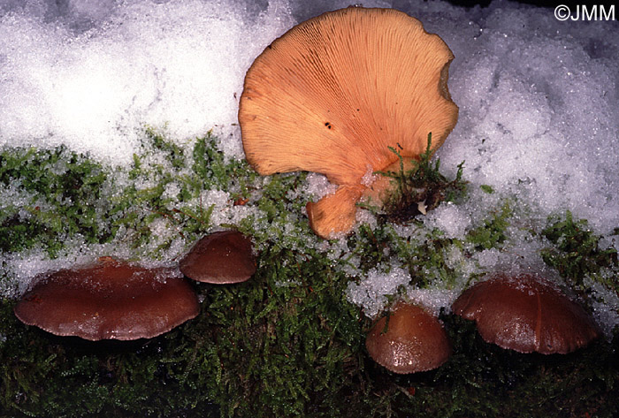 Panellus serotinus = Sarcomyxa serotina